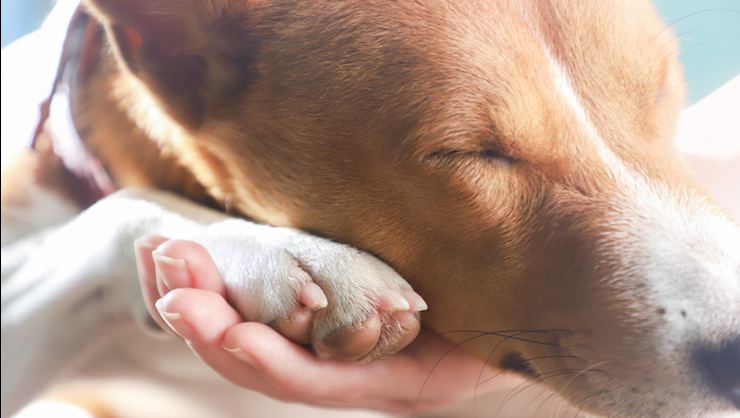 BİZE İHTİYAÇLARI VAR